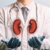 Concept of a healthy kidneys.